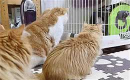 主人买回来一只狗，家里所有的猫都凑过来围观：这是个啥？