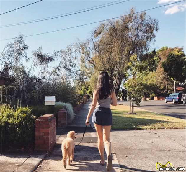 风靡世界的泰迪犬，却没有这个犬种，几点原因成为最受欢迎的犬种