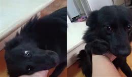 进门听到狗妈妈嚎叫，主人跑过去发现，小狗已经没有救了