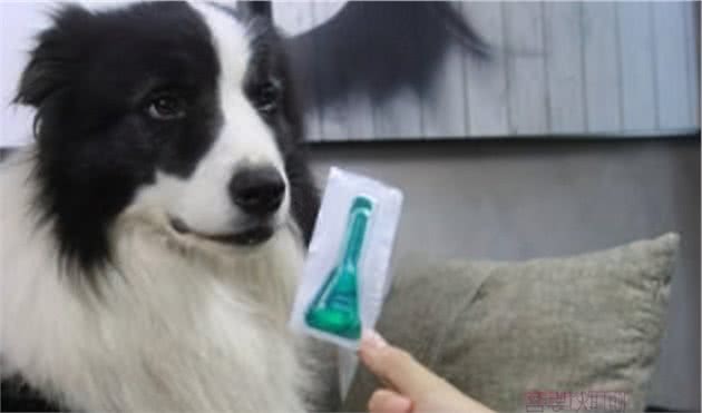 怎么正确的幼犬驱虫呢？驱虫药多久可以吃一次？