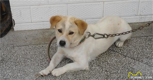 中国超凶猛的土狗，抗战时碾压日本狼青犬，被誉为犬中“封喉王”