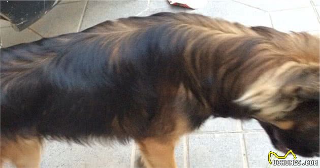 中国超凶猛的土狗，抗战时碾压日本狼青犬，被誉为犬中“封喉王”