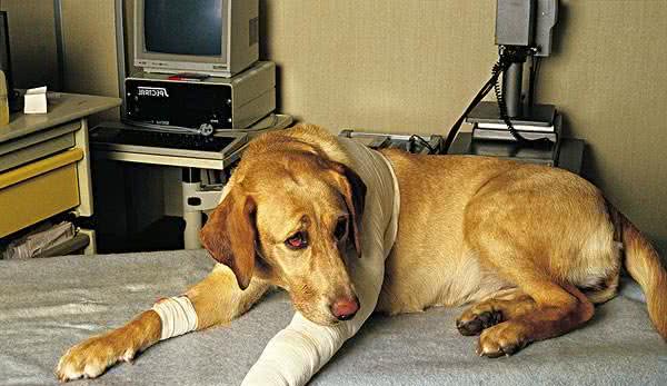 棍棒底下出孝犬？那你就错了，这样教育狗狗才是对的