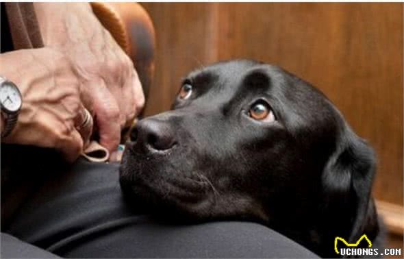 棍棒底下出孝犬？那你就错了，这样教育狗狗才是对的