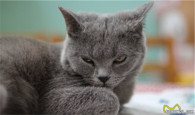都说英国短毛猫“好养”，但是养了之后，我并不觉得