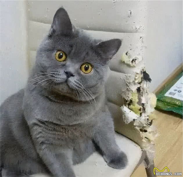 都说英国短毛猫“好养”，但是养了之后，我并不觉得