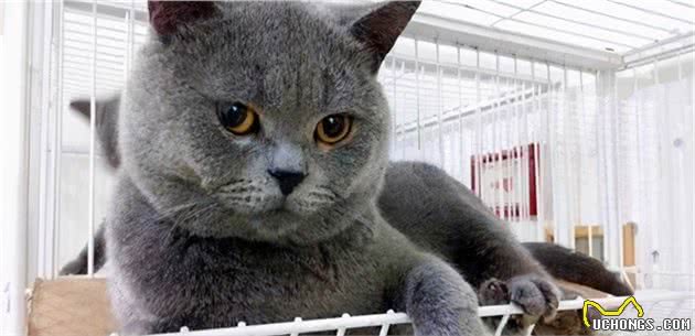 都说英国短毛猫“好养”，但是养了之后，我并不觉得