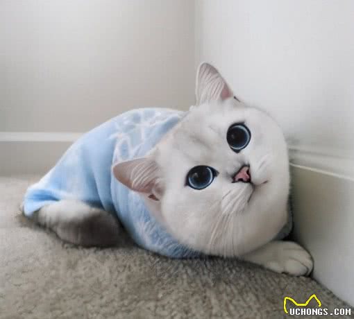 都说英国短毛猫“好养”，但是养了之后，我并不觉得