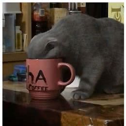 都说英国短毛猫“好养”，但是养了之后，我并不觉得