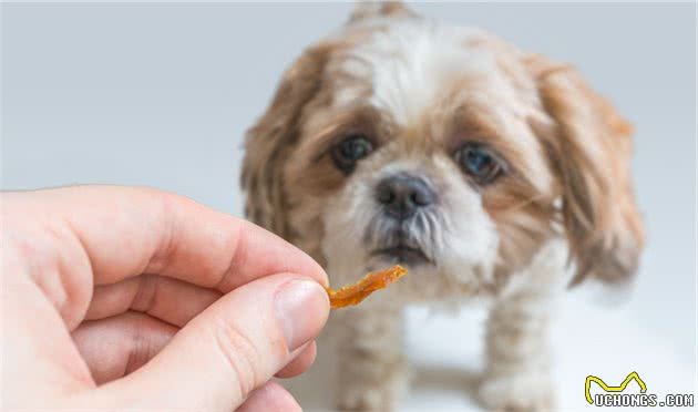 一窝狗狗中，怎么挑出最厉害的“狗王”？这5招可以帮到你