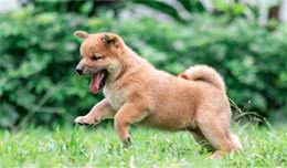 狗狗绝育前、后的注意事项