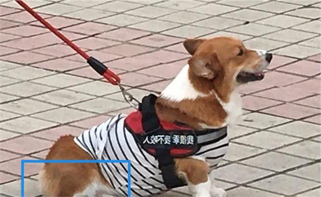 你认为狗狗可爱的7个小动作，其实是它们承受疼痛时的外在表现