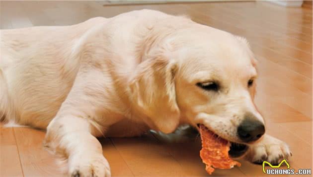 别光给狗吃狗粮了，这5种食物也可以喂，营养高且便宜