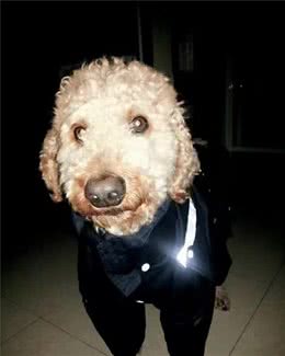 法斗犬夏季呼吸急促、喘息，一定是中暑了吗？