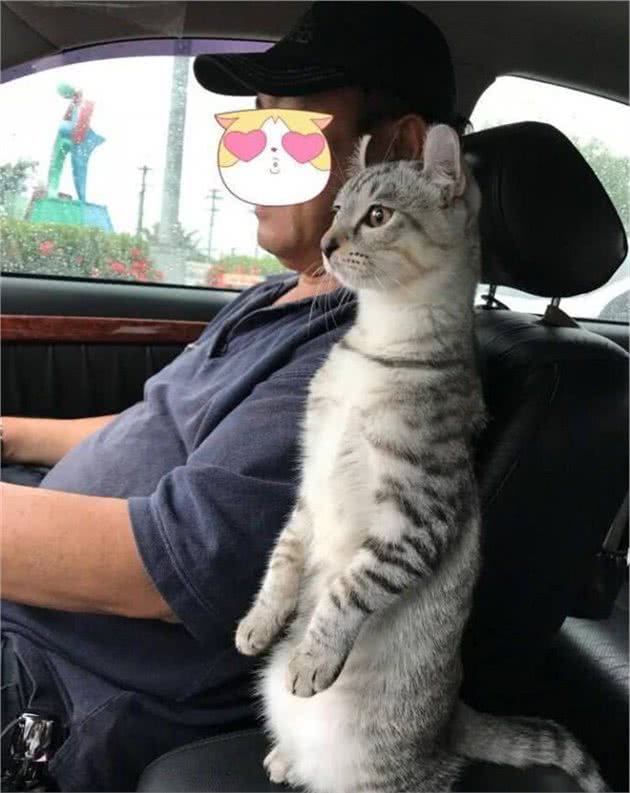 猫咪这些行为，是“保护”主人的意思，别误会了