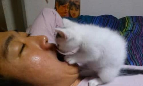 猫咪这些行为，是“保护”主人的意思，别误会了