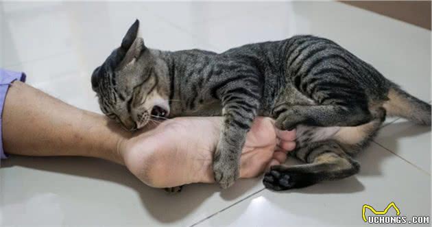 猫咪这些行为，是“保护”主人的意思，别误会了