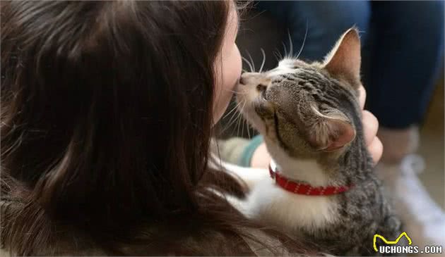 猫咪这些行为，是“保护”主人的意思，别误会了