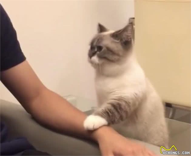 猫咪这些行为，是“保护”主人的意思，别误会了