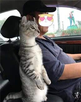 猫咪这些行为，是“保护”主人的意思，别误会了