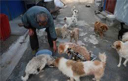 这6种狗，出门一定要看紧好，太容易走丢了