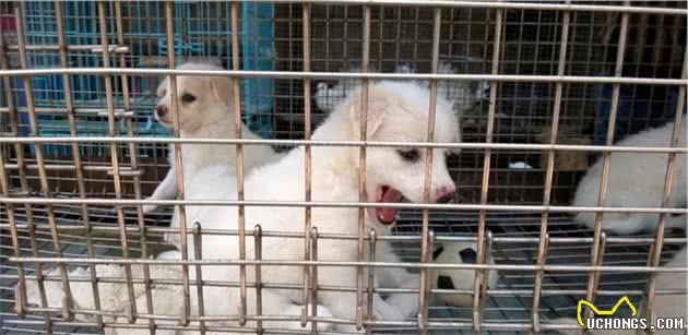 买狗狗的时候，怎么买到健康的小狗？还需要注意哪些问题？