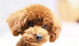 一个健康的狗狗，身上会有这5个特征，你家狗狗有几个