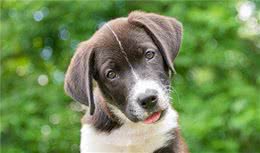 狗到底有多聪明？科学家：狗的社交智力远超我们想象