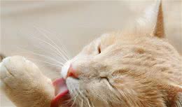 猫化毛球片、猫用化毛膏和猫草的作用分析，猫毛球症吃哪个好？
