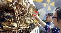 一名爱狗人士的心声