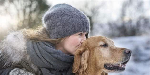养金毛犬的3个好处和3个坏处，你能够接受吗？