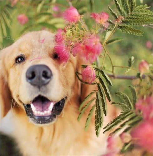 养金毛犬的3个好处和3个坏处，你能够接受吗？