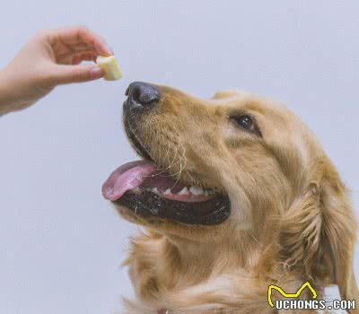 养金毛犬的3个好处和3个坏处，你能够接受吗？