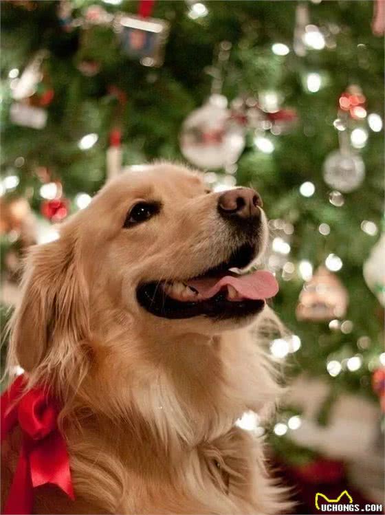 养金毛犬的3个好处和3个坏处，你能够接受吗？