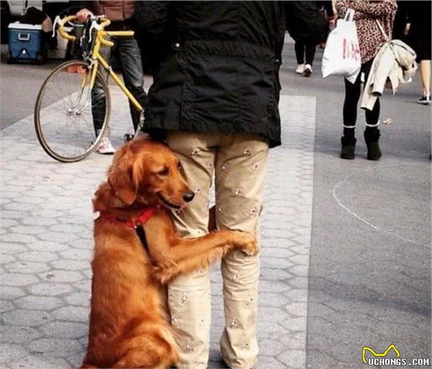 养金毛犬的3个好处和3个坏处，你能够接受吗？