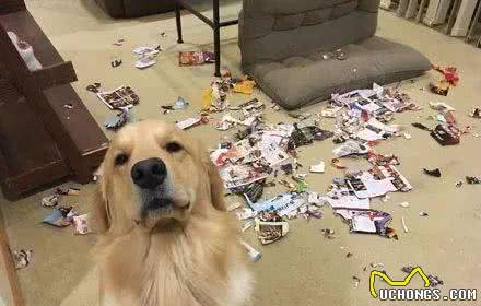 养金毛犬的3个好处和3个坏处，你能够接受吗？