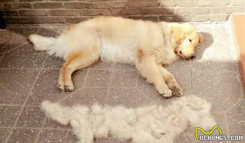 养金毛犬的3个好处和3个坏处，你能够接受吗？