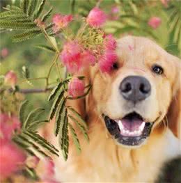 养金毛犬的3个好处和3个坏处，你能够接受吗？
