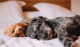 了解狗狗独特的睡眠方式