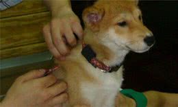 狗狗驱虫不可过于频繁，为爱犬健康考虑，主人需学会三点辨别虫病