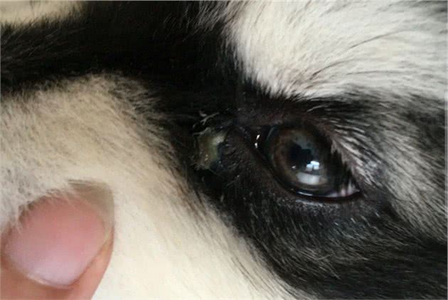 狗狗眼屎多，如何解决？这几招轻松帮你缓解
