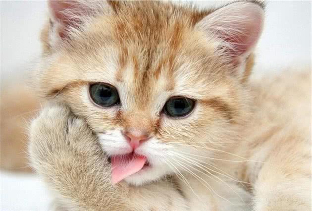 饲养宠物猫的四大注意事项，你要知道