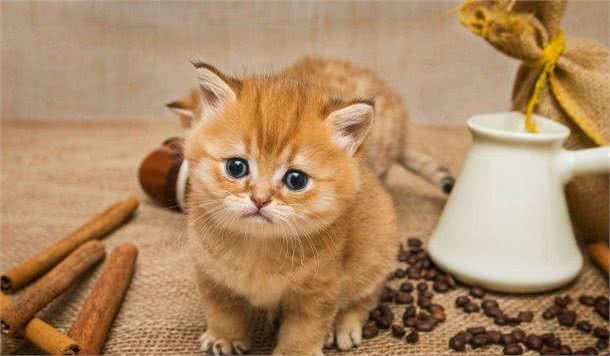 饲养宠物猫的四大注意事项，你要知道