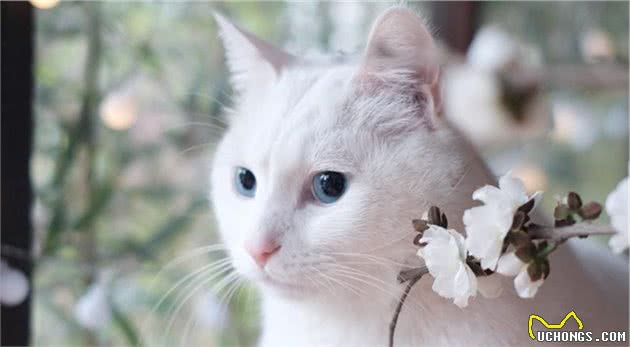 饲养宠物猫的四大注意事项，你要知道
