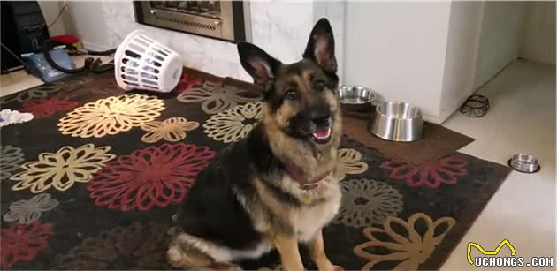 都说德牧犬很“完美”，为什么很少有人养？因为一般人养不了