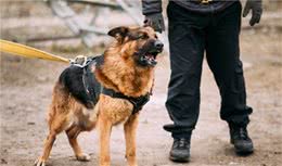 都说德牧犬很“完美”，为什么很少有人养？因为一般人养不了