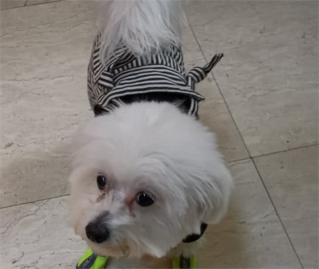 给狗狗洗澡梳毛，意外收获了什么？