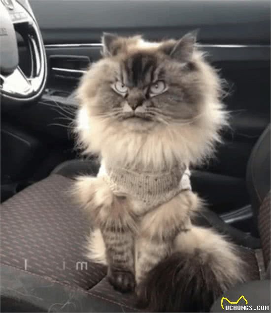 宠物｜6种巨大的猫，比七岁孩子还高，战斗民族的猫有狗的脾气