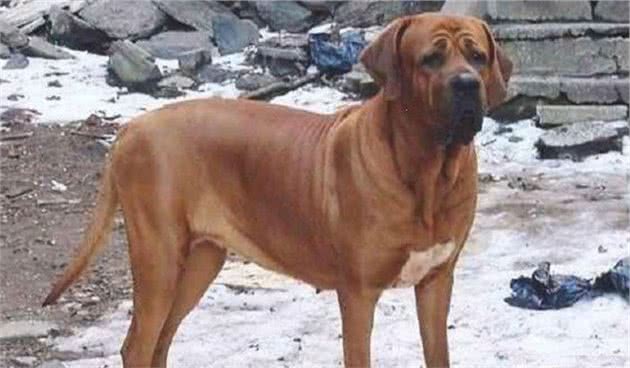 这两种亚洲猛犬，堪称东方斗犬之王和东方神犬，你最喜欢哪种？