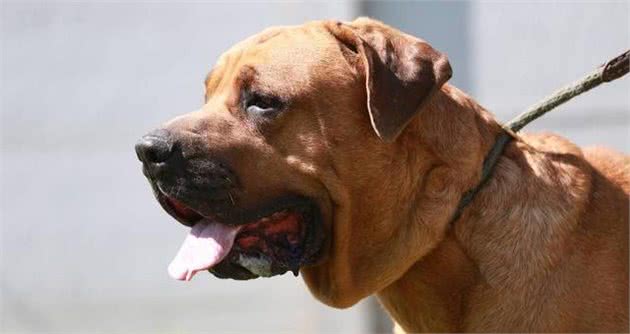 这两种亚洲猛犬，堪称东方斗犬之王和东方神犬，你最喜欢哪种？